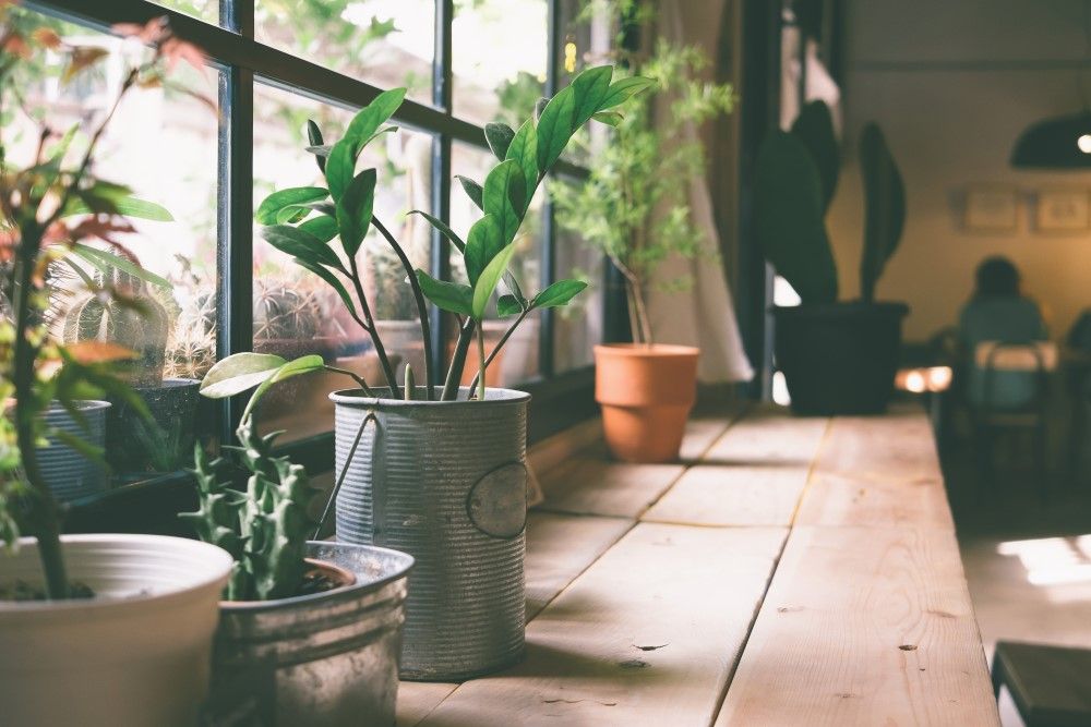 Indoor Gardening